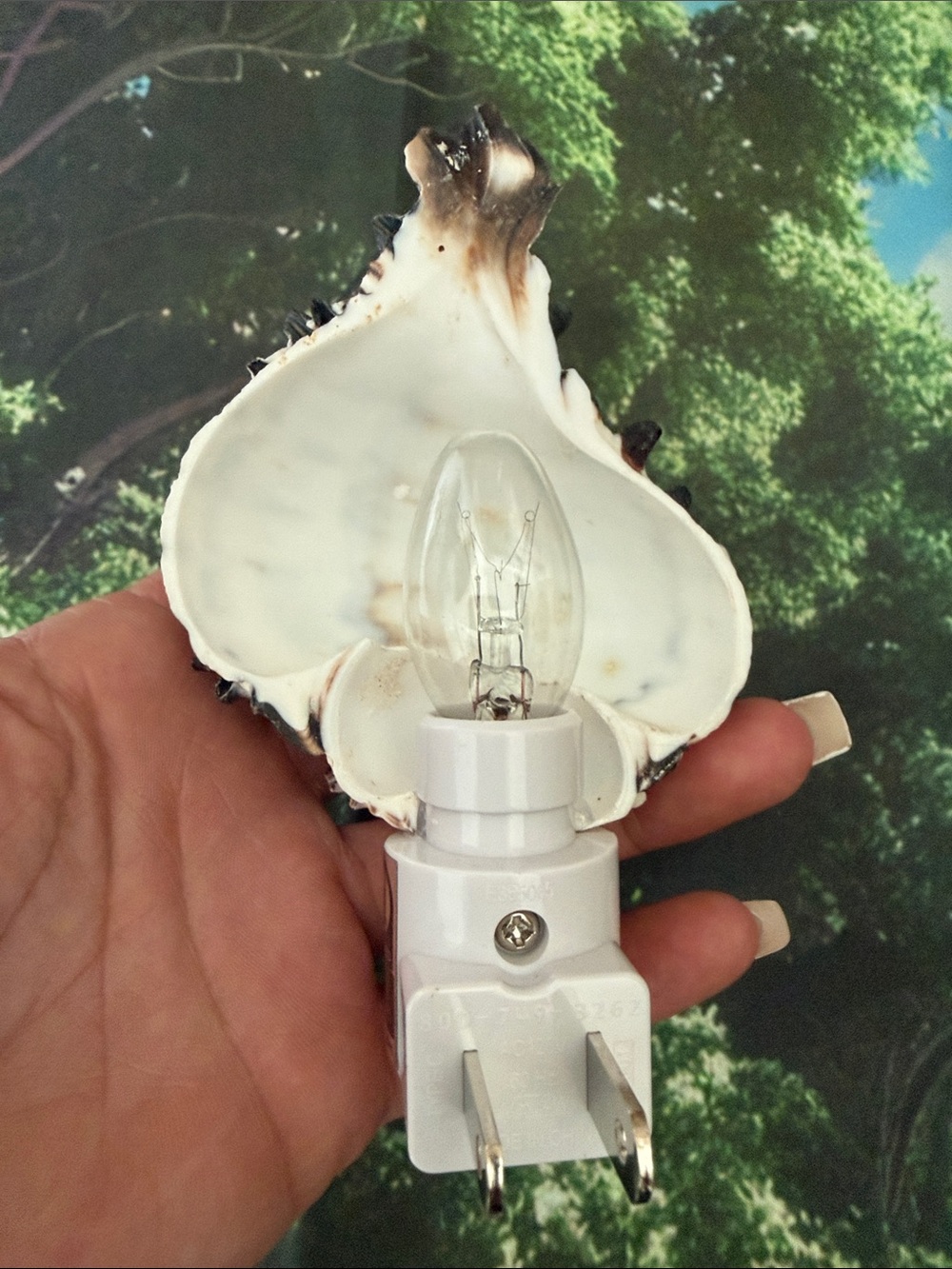 SeaShell Night Light - Wall decoration - Picture 2 of 3